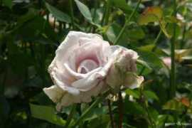 roses.toytrains1.com Lagerfeld