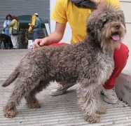 dogsindepth.com Lagotto