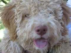 dogguide.net Lagotto
