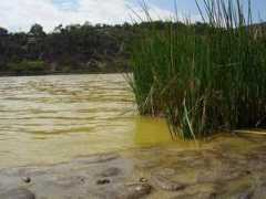 Lagunillas