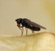 diptera.info Lagura