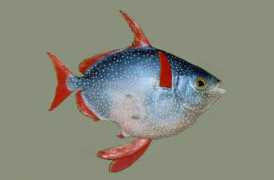 fishbase.fishinfo.cn Lagut