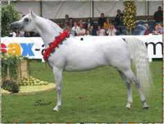 arabianlines.com Lahab