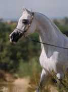 Lahib