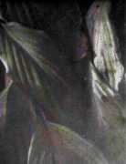 Lahis
