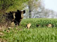 chasse.be Laies