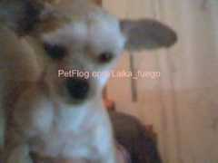petflog.com Laiika