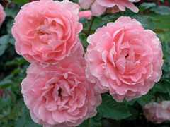rysroses.real-net.sk Laimant