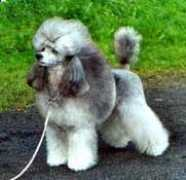 poodleinfo.no Laivi