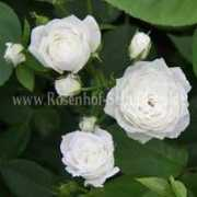 rosenhof-schultheis.de Lajoi