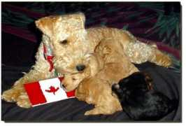 canadasguidetodogs.com Lakeland
