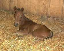 stopekstables.com Lakhar