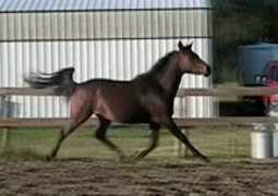 stopekstables.com Lakhar