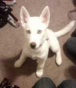 dogster.com Lakiah
