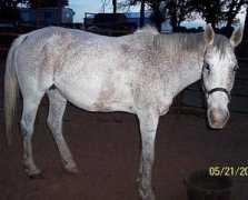 blazesequinerescue.com Lakoda