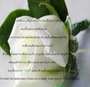 mblog.manager.co.th Lakorn