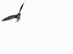 obiektywni.com.pl Laksan