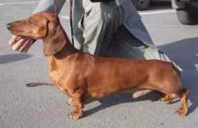 dachshund-land.ru Laksar
