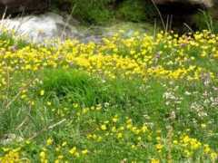 panoramio.com Laloon