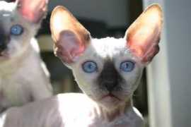 nightandday.cattery.pl Laluta