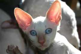 nightandday.cattery.pl Laluta