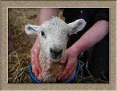adoptafarm.com Lambina