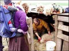 bbc.co.uk Lambing