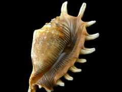 slodive.com Lambis