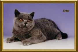 bumpkincats.co.uk Lambrini