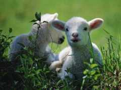 myfreewallpapers.net Lambs
