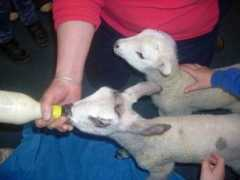 staveley.cumbria.sch.uk Lambs