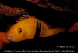 cichlidae.com Lamena