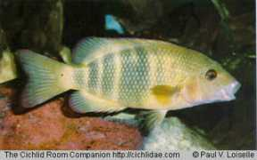 cichlidae.com Lamena