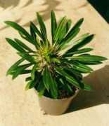 succulents.co.za Lameri