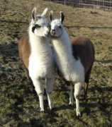 lamafarma.cz Lamici