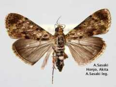 jpmoth.org Lamida