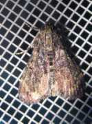 jpmoth.org Lamida
