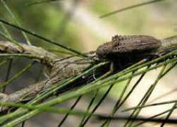 brisbaneinsects.com Lamiin