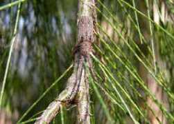 brisbaneinsects.com Lamiin