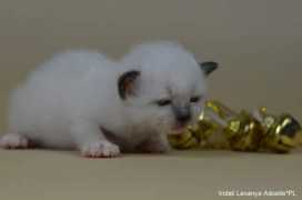 birmans.pl Lamila