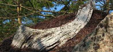 asknature.org Lamiot