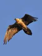 wheretowatchbirdsandotherwildlifeintheworld.co.uk Lammer