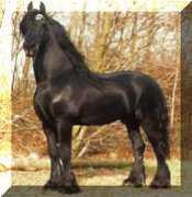 signaturefriesians.com Lammert