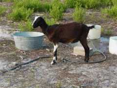 Lamoncha