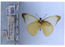 butterfliesofamerica.com Lamonti