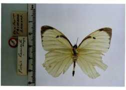 butterfliesofamerica.com Lamonti