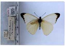 butterfliesofamerica.com Lamonti