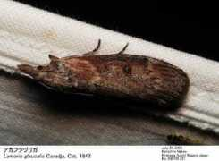 jpmoth.org Lamoria