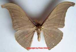 saturniidae-web.de Lampei