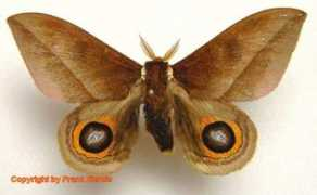 saturniidae-web.de Lampei